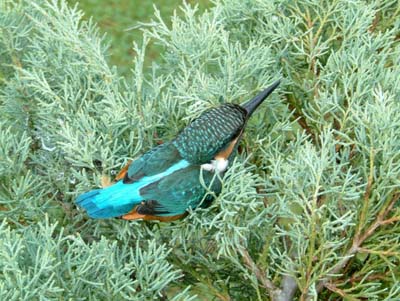 Eisvogel am Teich