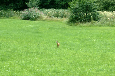 Rehe kommen bis vor die Tür